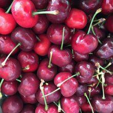Top Quality Pure Fresh Fruit Cherries For Sale At Cheapest Wholesale Price thumbnail-2