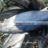 Frozen Bonito Whole Round