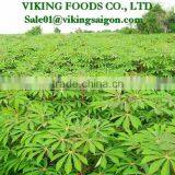 Hot Product _Frozen Cassava Leaves _ From Vietnam thumbnail-3