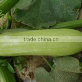 Planting Hybrid Squash Vegetable Seeds f1