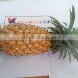 Fresh Pineapple - New Crop of Premium Quality thumbnail-1