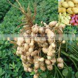 Coated Peanut thumbnail-1