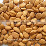 Youyi Type Bulk Sweet Apricot Kernels With Good Quality for Sales