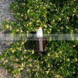 Trat : Klaya Oud Base thumbnail-1