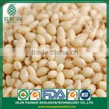 Wholesale Dietary Supplyment Edible Korean Pine Nut Kernels