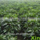 Export Quality Mild Chili Shred,hot Products for 2015 thumbnail-2