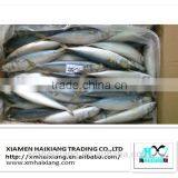 Frozen Pacific Mackerel Fish in High Quality for Sale(600g+) thumbnail-5