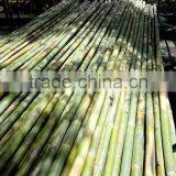 Bamboo Using for Agriculture thumbnail-2