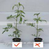 Potassium Fulvate Powder Organic Fertilizer From Lignite or Brown Coal or Leonardite