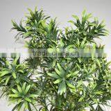 SJ0401117 Landscaping Decorative Indoor Plants/bonsai Podocarpus Plant thumbnail-2