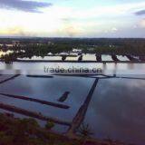 Gracilaria , Spinosum and Cottonii Seaweed thumbnail-1