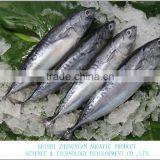 FROZEN BONITO TUNA WHOLE ROUND thumbnail-1