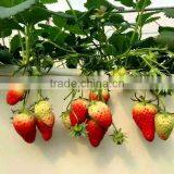 Hot sale film covering tunnel strawberry greenhouse