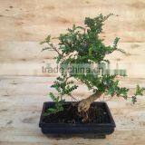 Zanthoxylum Odorum Bonsai S Shape thumbnail-4