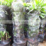 Raphis Excelsa Indoor and Out Plants thumbnail-1