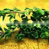 Thyme Oil thumbnail-2