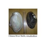 Sell Chinese River Shells Of Raw Materials