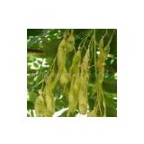 sell Bitter Sophora Root Extract