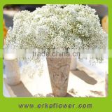Best selling white babysbreath fresh lotus flower for decoration