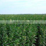 100% Pure Primrose Oil GLA10%(bulk Oil) thumbnail-1