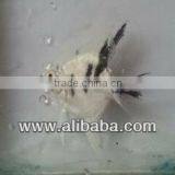Pterophyllum Scalare Panda Angel thumbnail-1
