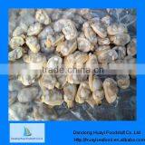 Frozen Boiled Short Necked Clam thumbnail-1