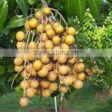 Hot Product Amazing Longan Fruit in VietNam Good for Heathly thumbnail-1