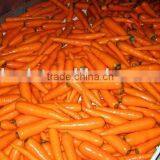 Baby Carrot Fresh From Chinese Carrot Exporter thumbnail-2