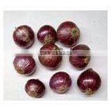 Fresh Onion thumbnail-3