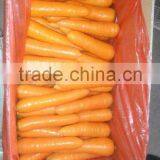 Fresh Carrot thumbnail-2