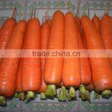 Fresh Carrot thumbnail-3