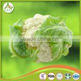 New Crop Grade A Fresh Cauliflower thumbnail-6