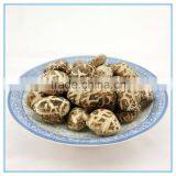 Winter Mushroom, Donko Shiitake Mushroom Spawn thumbnail-2