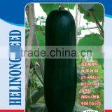 2015 Newly Black Gourd Seeds