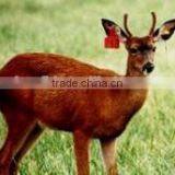 2015 Wholesale LF/HF/UHF Rfid Animal Indentification Tags / Tracking Tags thumbnail-3