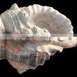 Large Marble Trumpet Shell, Garden Sea Shell Sculpture thumbnail-4