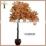 Big Manufactured Chinese Chestnut Fruits Tree Export thumbnail-1
