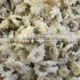 Chrysanthemum Flower Tea thumbnail-1