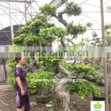 Ficus nitida variegata S shape ( dragon shape) for landscaping