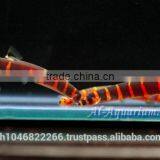 Giant Coolie Loach Fish / Aquarium Fish Farm thumbnail-4