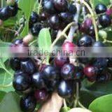 Eugenia Jambulana Extract thumbnail-2