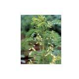 Astragalus Polysaccharide