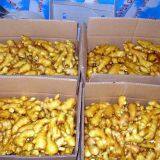 Wholesale Wholesale Organic Fresh Ginger Price Chinese Fresh Ginger Wholesale thumbnail-2