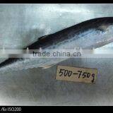 Scomberomorus Niphonius