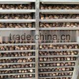 High Temperature Humidity Black Garlic Climatic Chamber Price thumbnail-5
