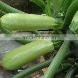 SXS No.1 Long High Yield Hybrid Squash Seeds
