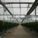 Red Color Fresh Tomato From Turkey thumbnail-6