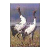 Glossy Cotton Art Canvas