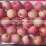 Chinese Exporter Fresh Red Fuji Apple Fruits Natural Growth Containing Vitamin C thumbnail-3