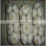 Wholesale Fresh White Garlic for Export thumbnail-6